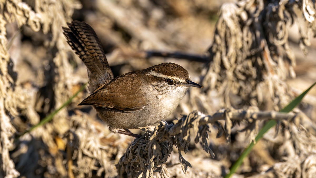 Bewick's Wren - ML612095608