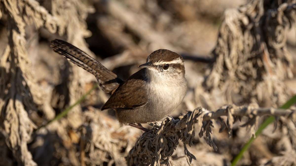 Bewick's Wren - ML612095609