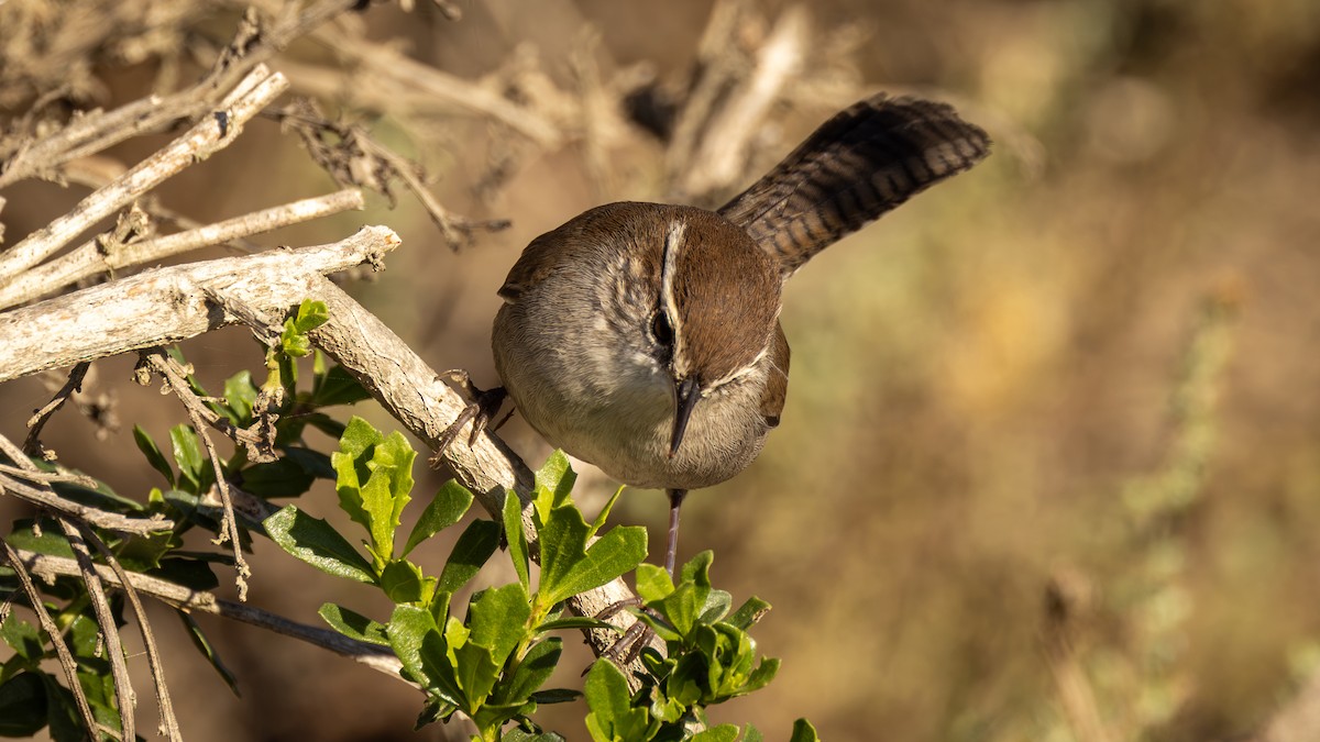 Bewick's Wren - ML612095610