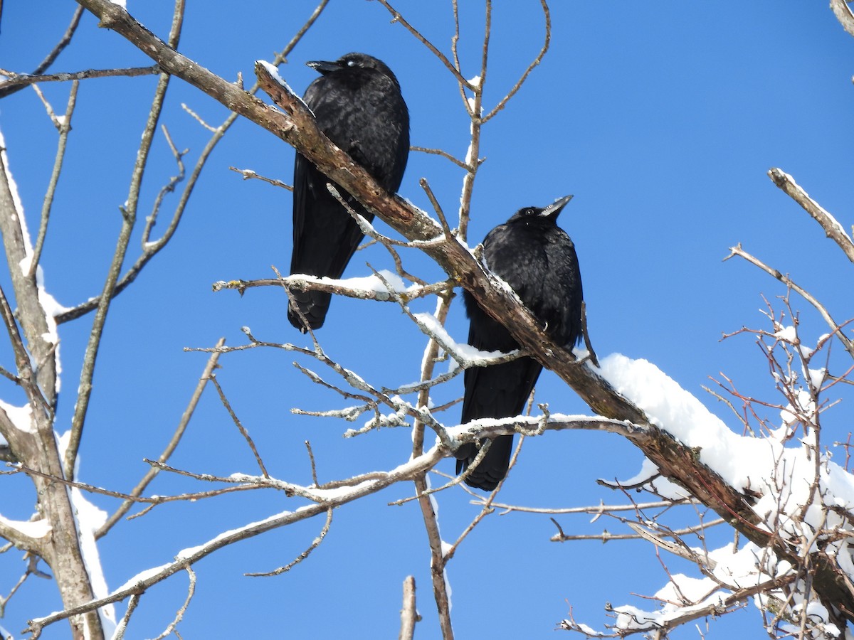 American Crow - ML612095615