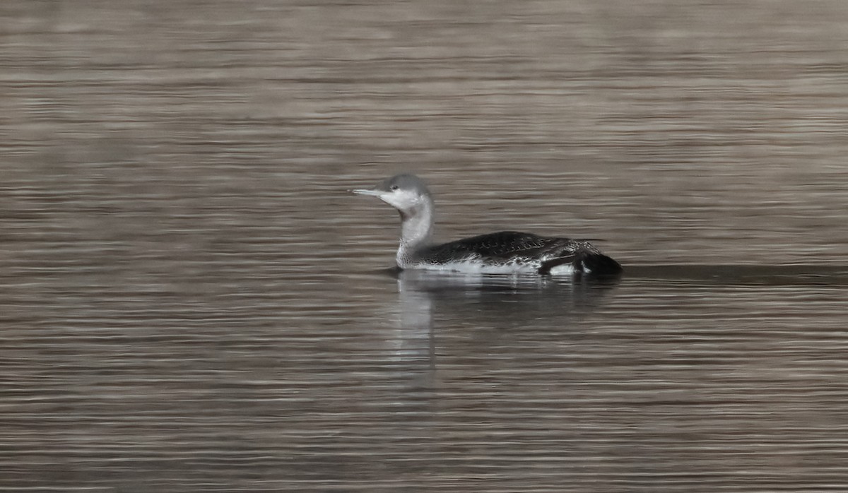 Red-throated Loon - ML612095643
