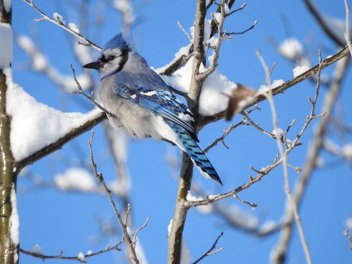 Blue Jay - ML612095645