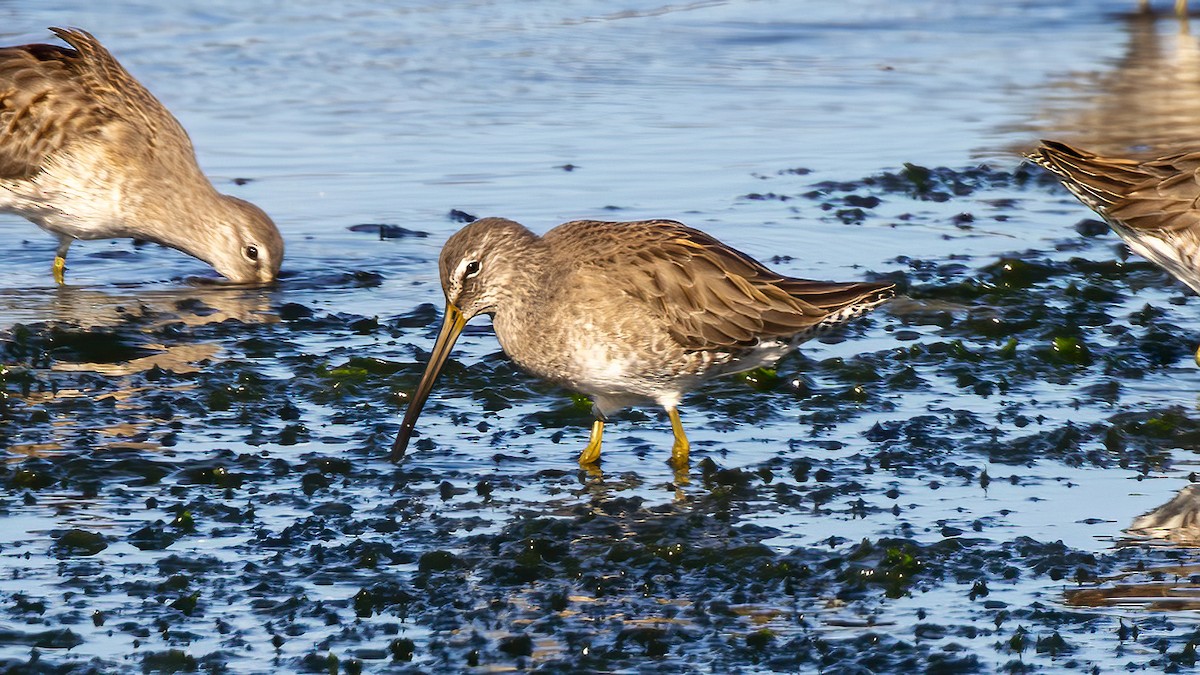 Long-billed Dowitcher - ML612095709