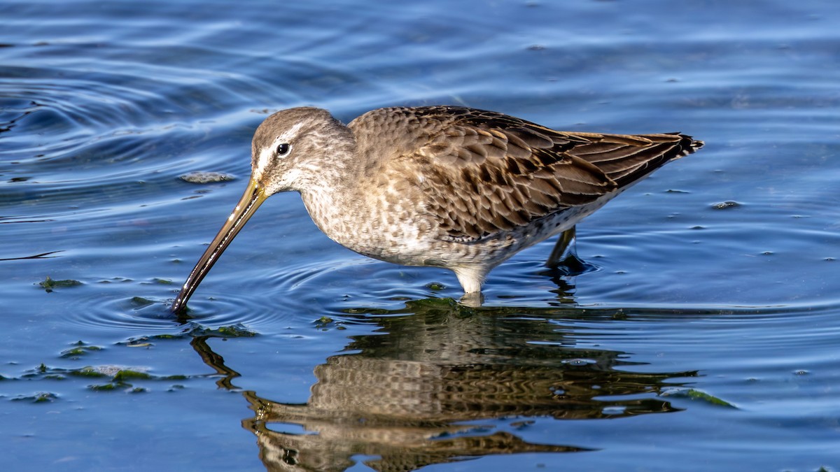 Long-billed Dowitcher - ML612095710