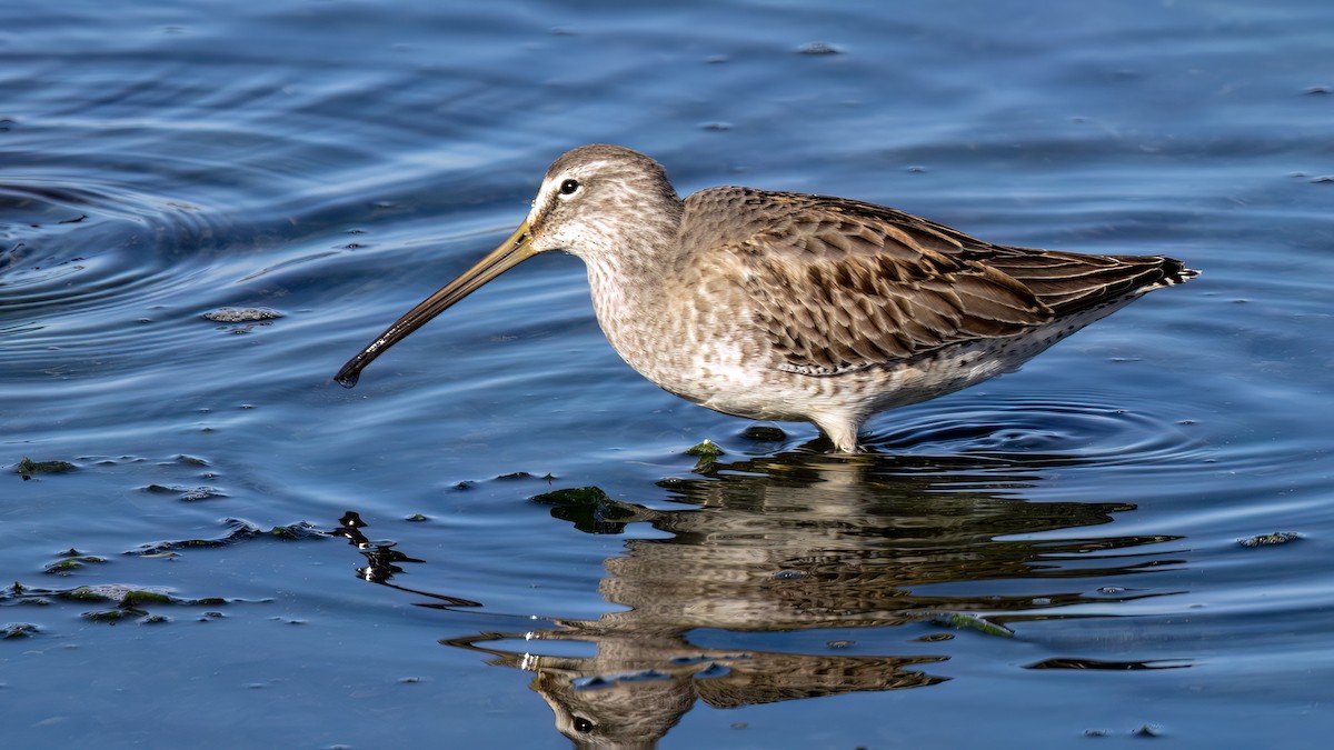 Long-billed Dowitcher - ML612095711