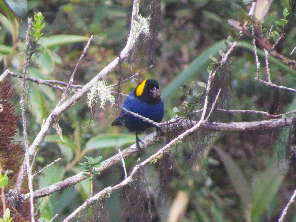 Yellow-scarfed Tanager - ML612095769