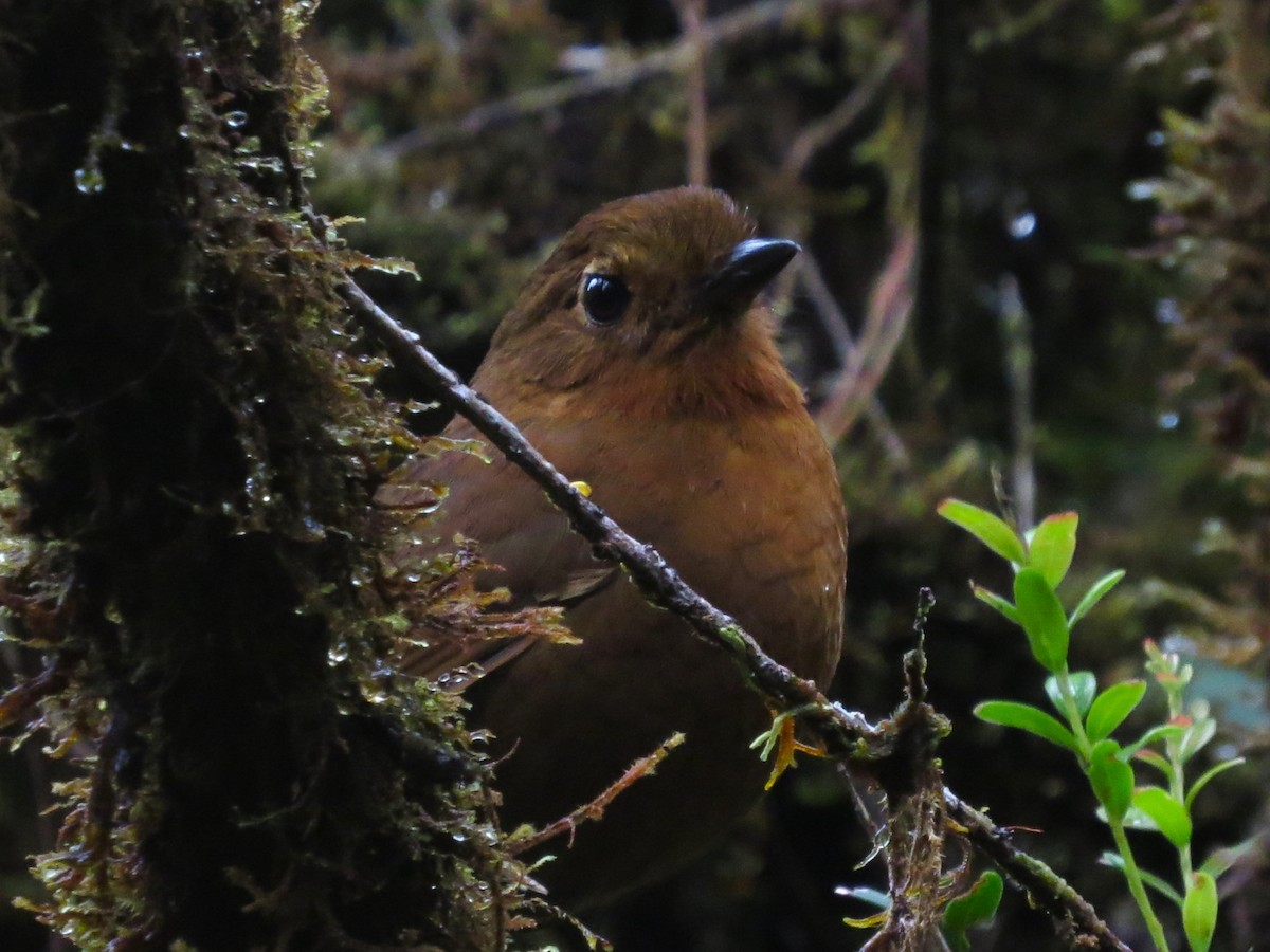 Chachapoyas Antpitta - ML612095884