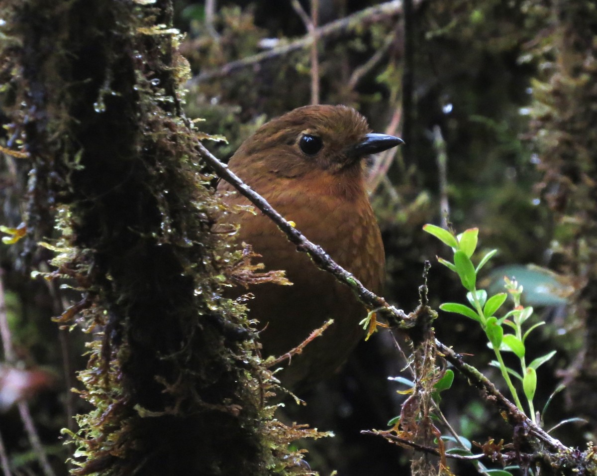 Chachapoyas Antpitta - ML612095885