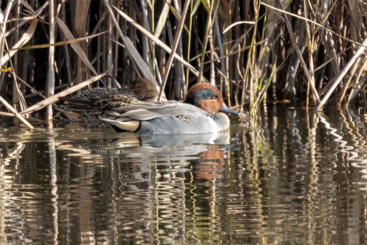 Green-winged Teal - ML612095907