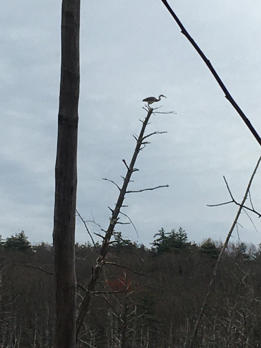 Great Blue Heron (Great Blue) - ML612095919
