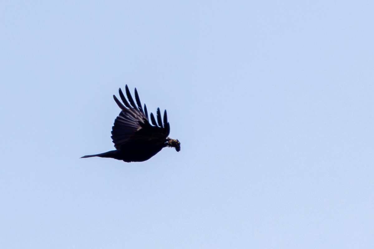 Australian Raven - ML612095962