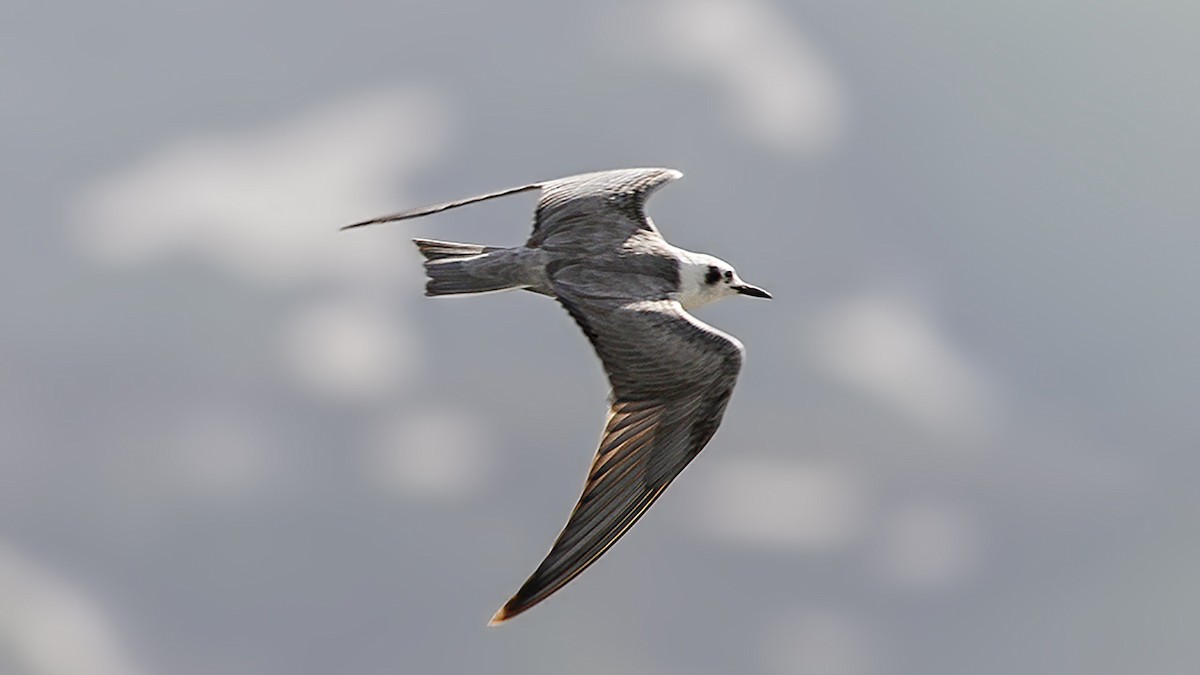 Black Tern - Emrah Kayhan