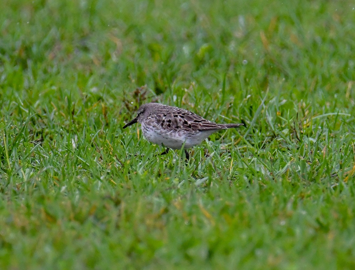 White-rumped Sandpiper - ML612095998