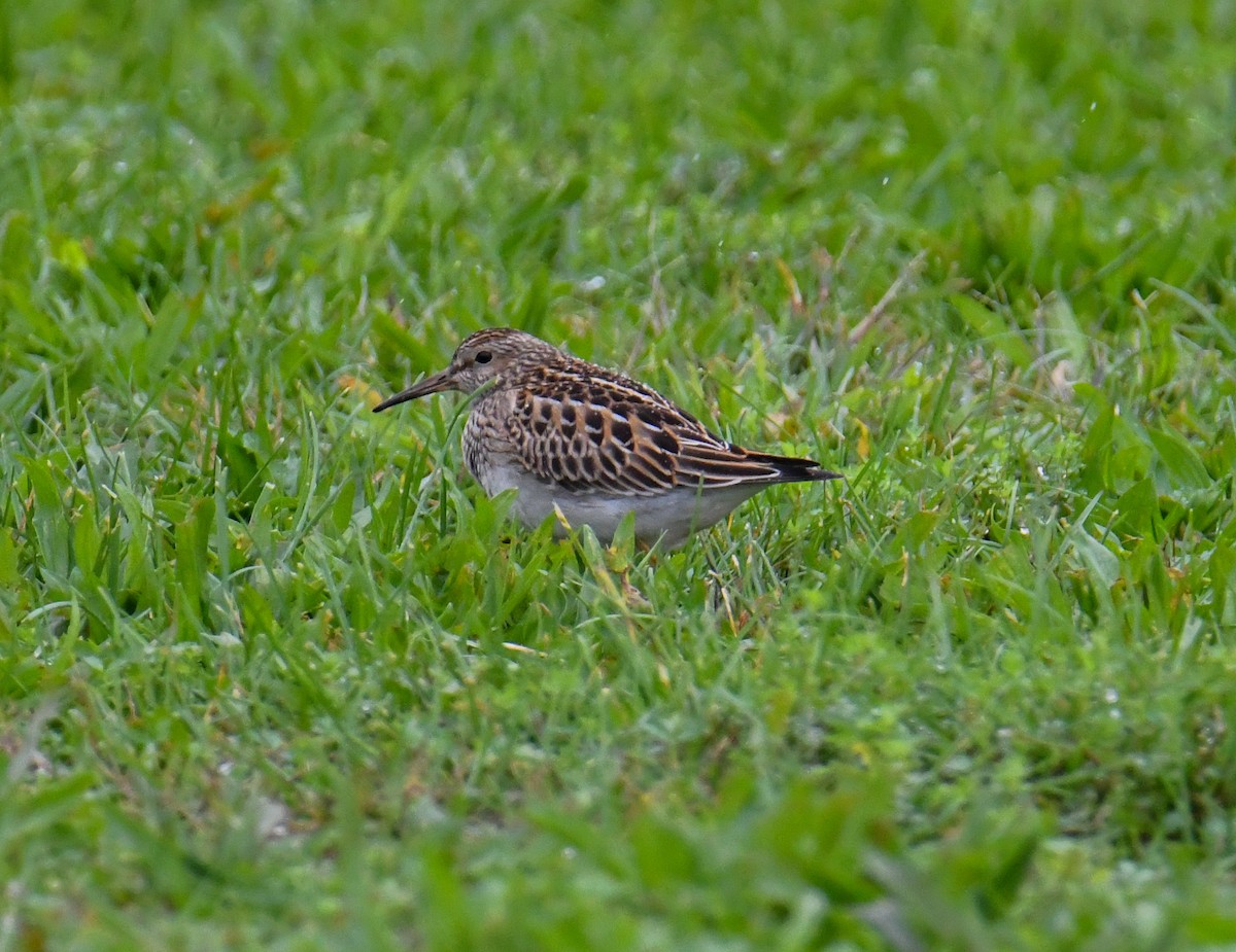 Pectoral Sandpiper - ML612096007