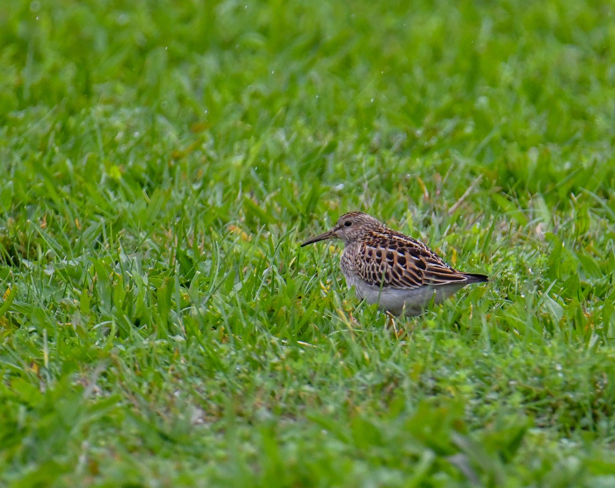 Pectoral Sandpiper - ML612096008