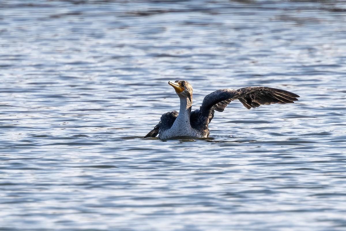 Double-crested Cormorant - Sandy & Bob Sipe