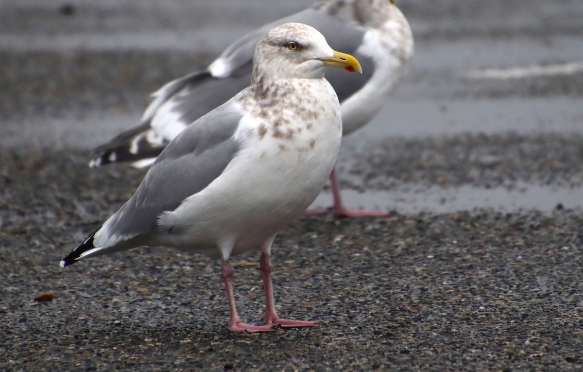 Gaviota Argéntea - ML612096050