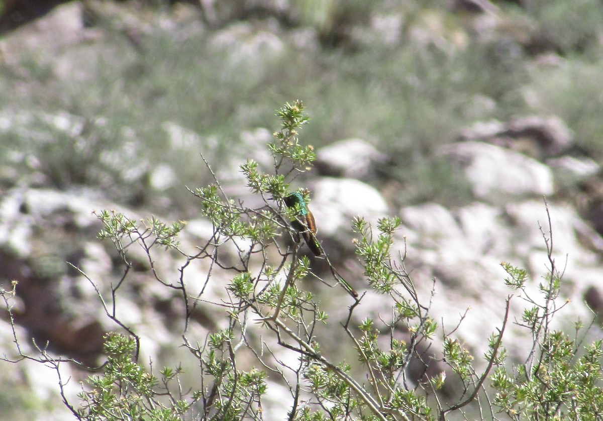 Colibrí Cometa - ML612096056