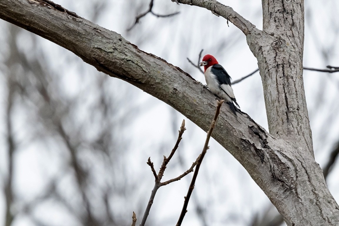 Red-headed Woodpecker - Bill Massaro