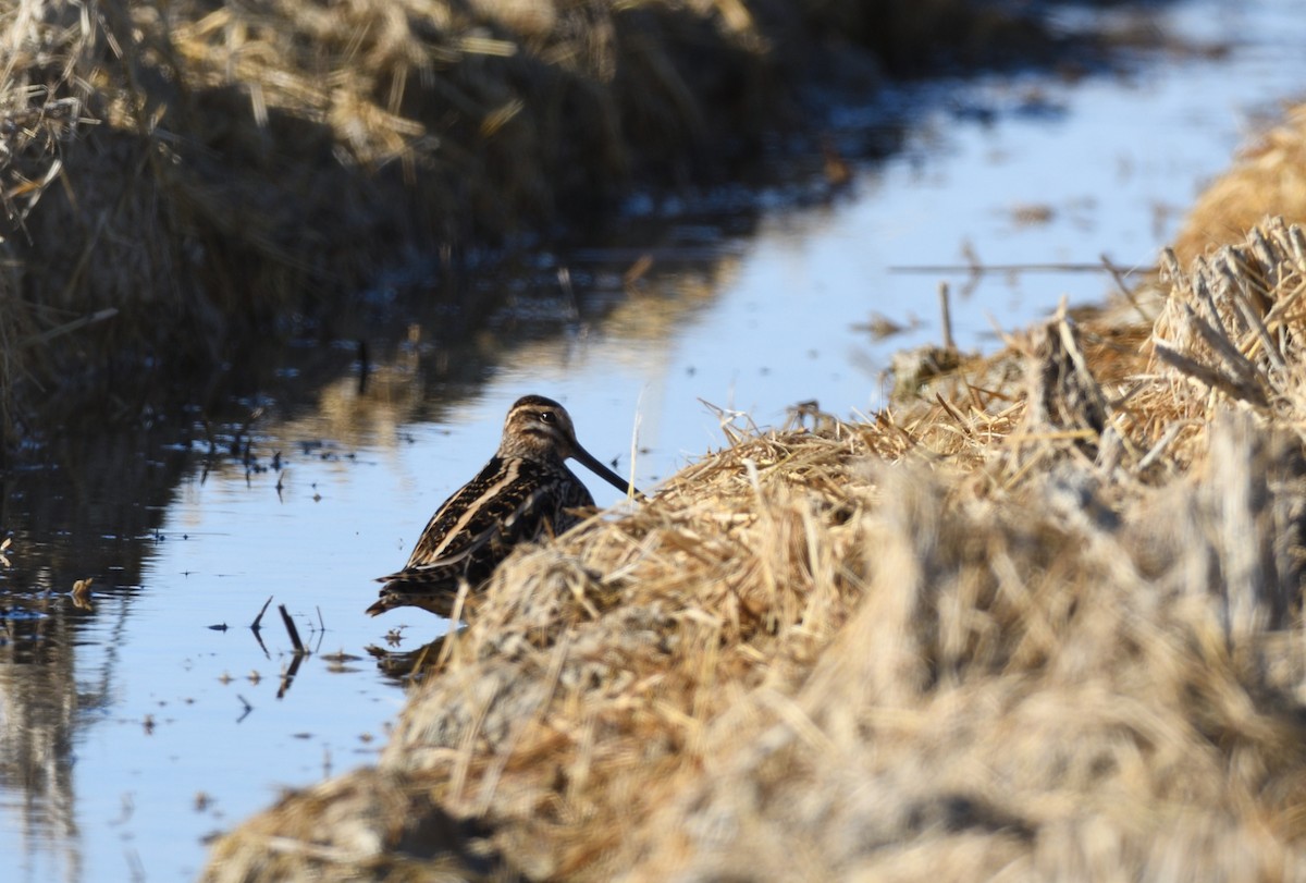 Common Snipe - ML612096085