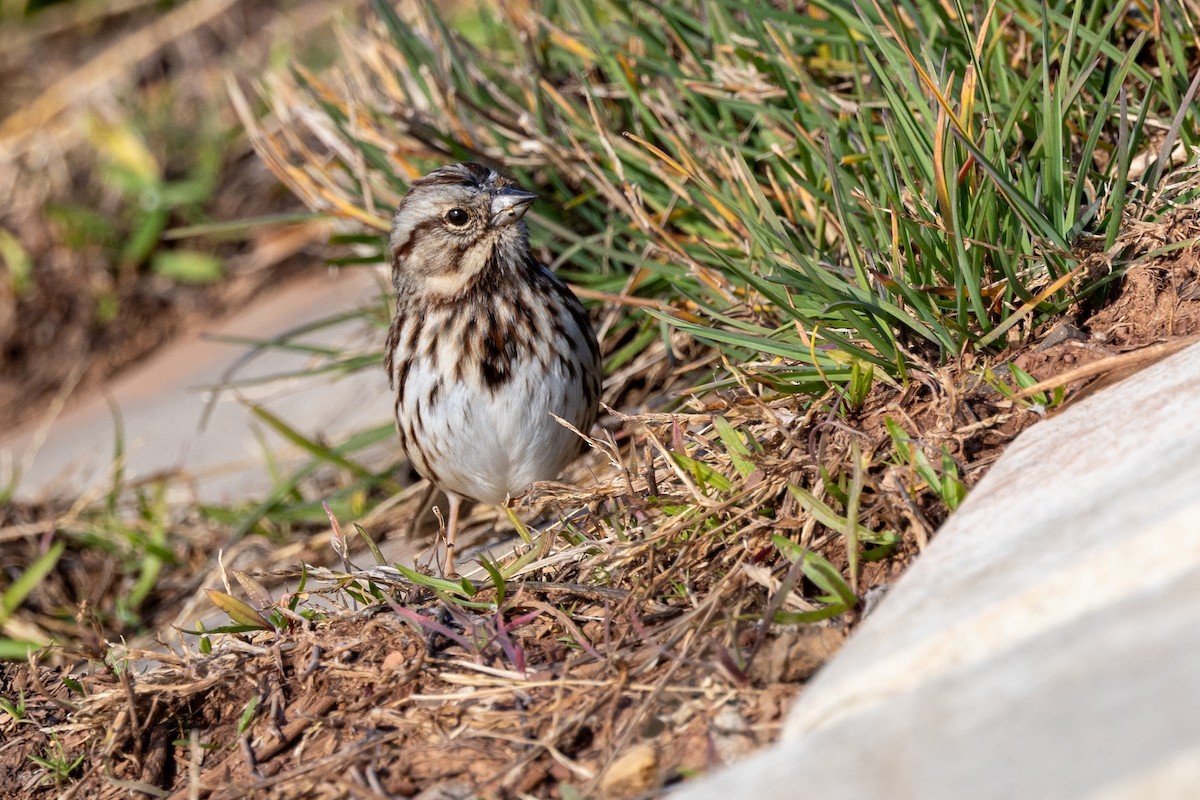 Song Sparrow - ML612096104