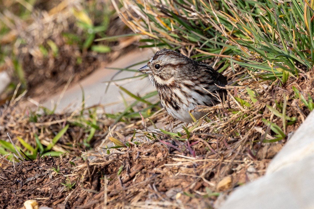 Song Sparrow - ML612096109