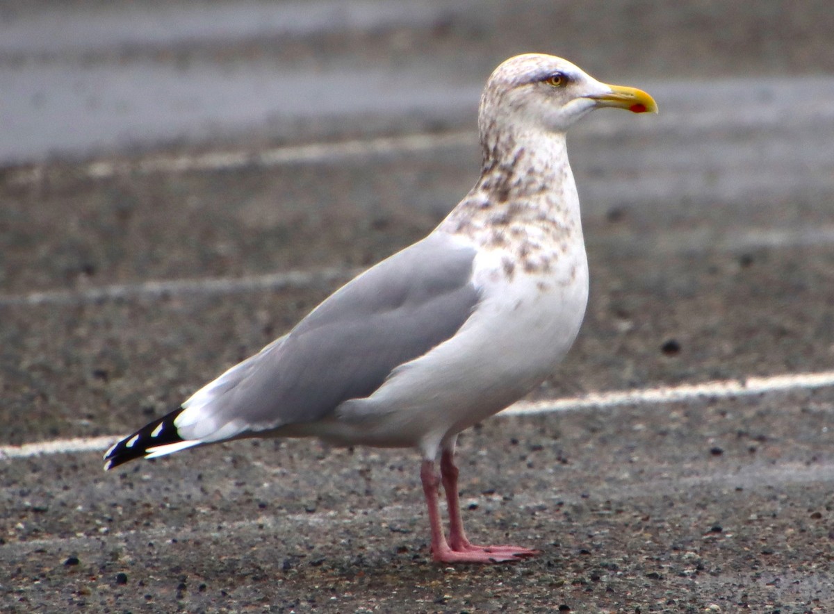 Gaviota Argéntea - ML612096168