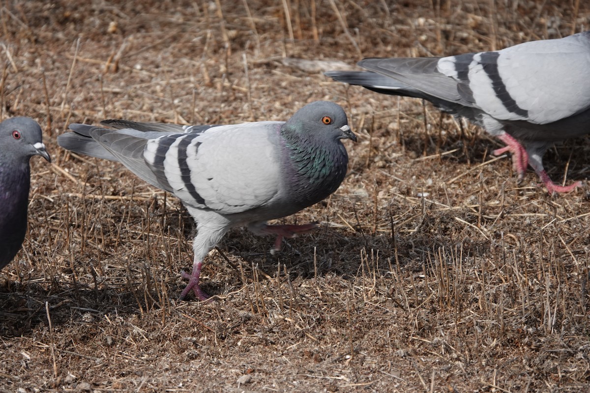 Rock Pigeon (Feral Pigeon) - ML612096173