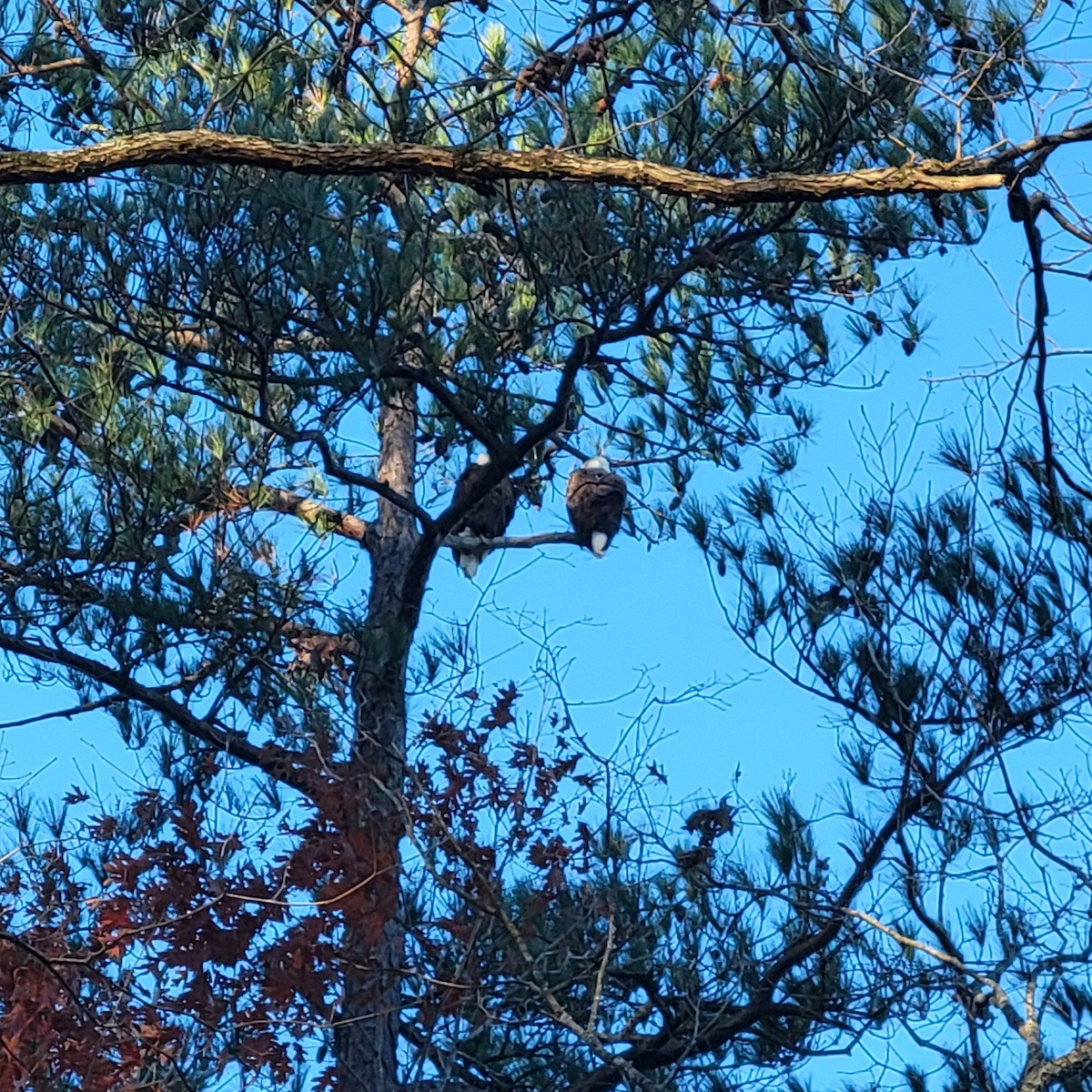Bald Eagle - ML612096182