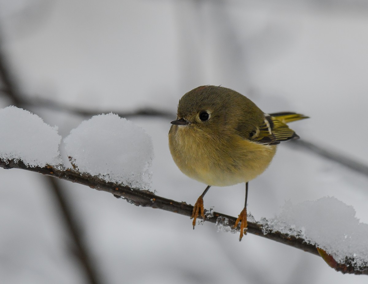 Ruby-crowned Kinglet - Mark Schwan