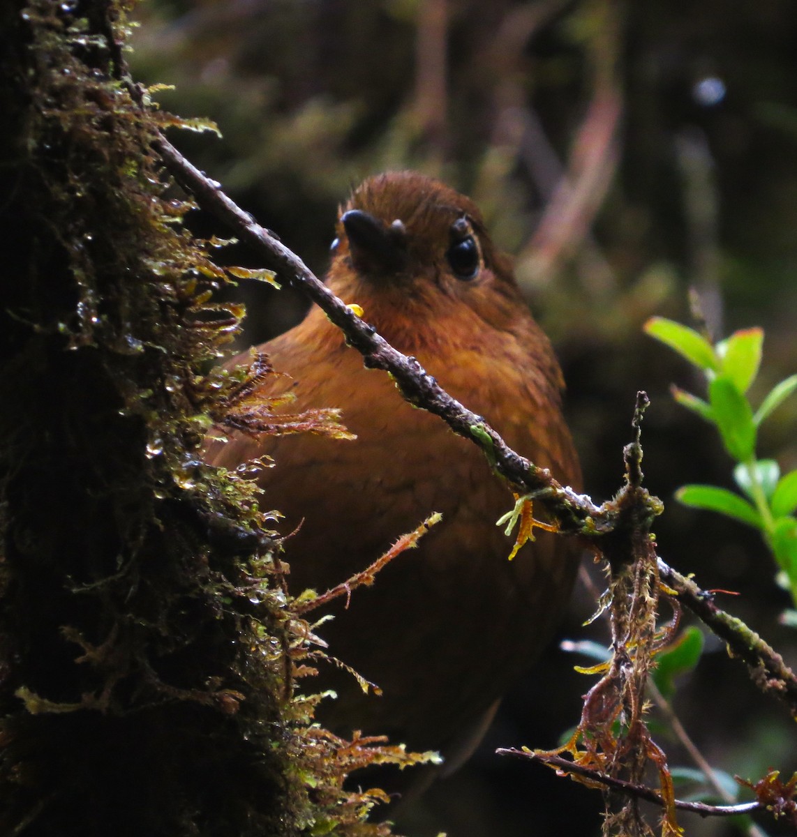 Chachapoyas Antpitta - ML612096271