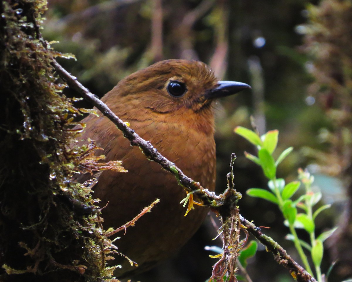 Chachapoyas Antpitta - ML612096272