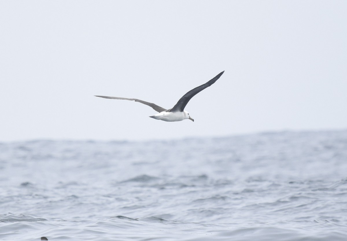 Black-browed Albatross - ML612096374