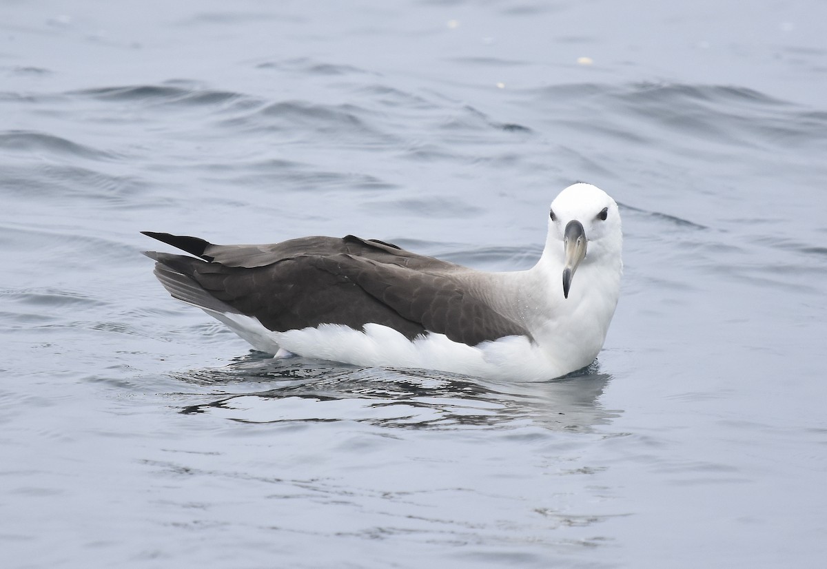 Black-browed Albatross - ML612096378