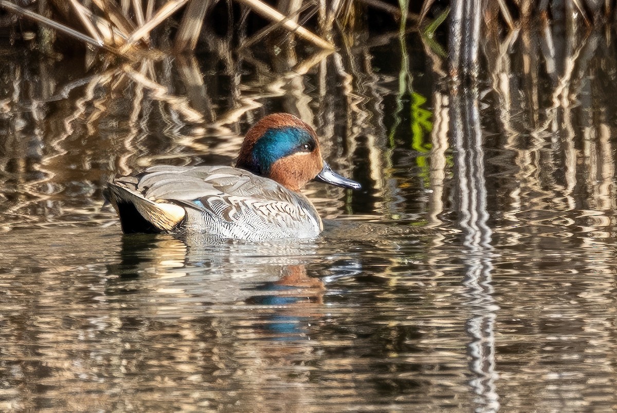 Green-winged Teal - ML612096415
