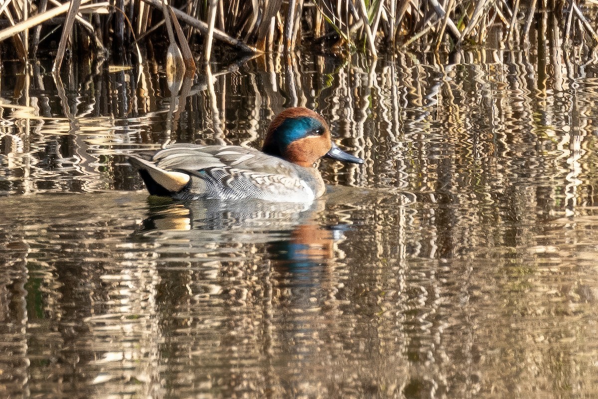 Green-winged Teal - ML612096417