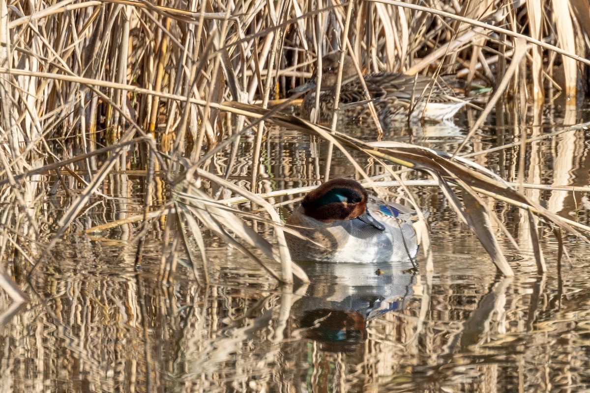 Green-winged Teal - ML612096429