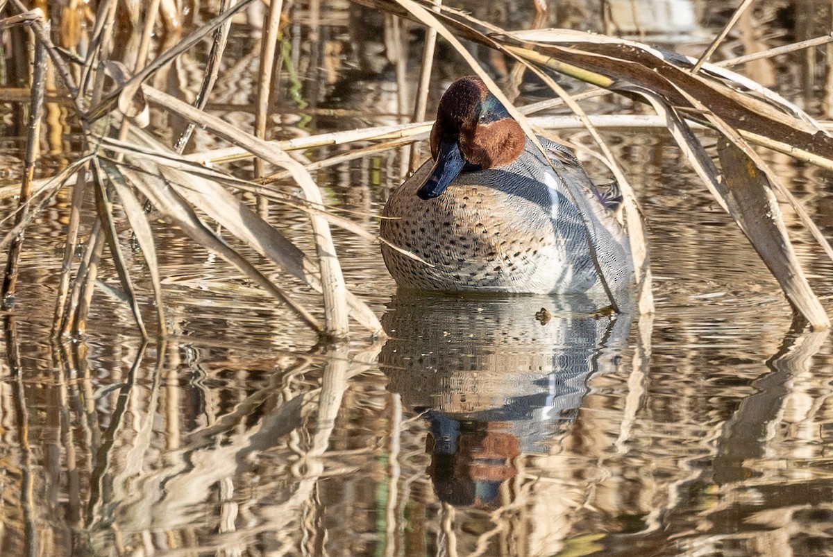 Green-winged Teal - ML612096431