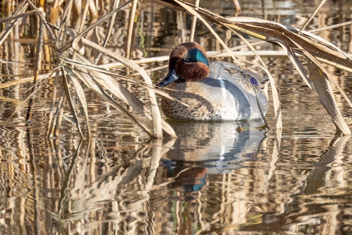 Green-winged Teal - ML612096439