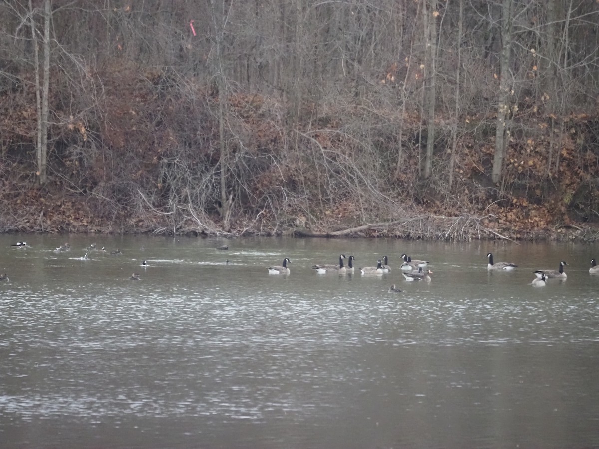 Greater White-fronted Goose - ML612096495