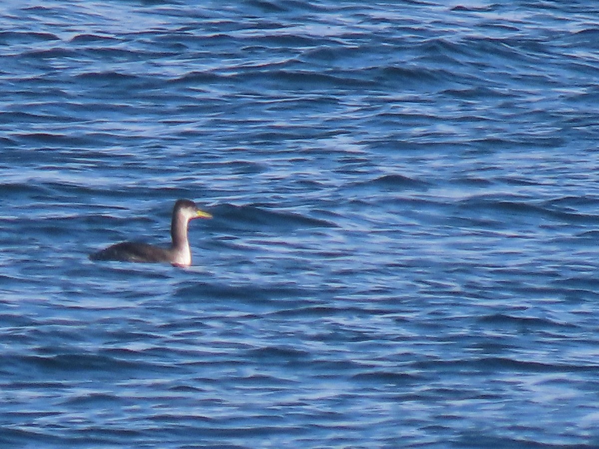 Red-necked Grebe - ML612096515