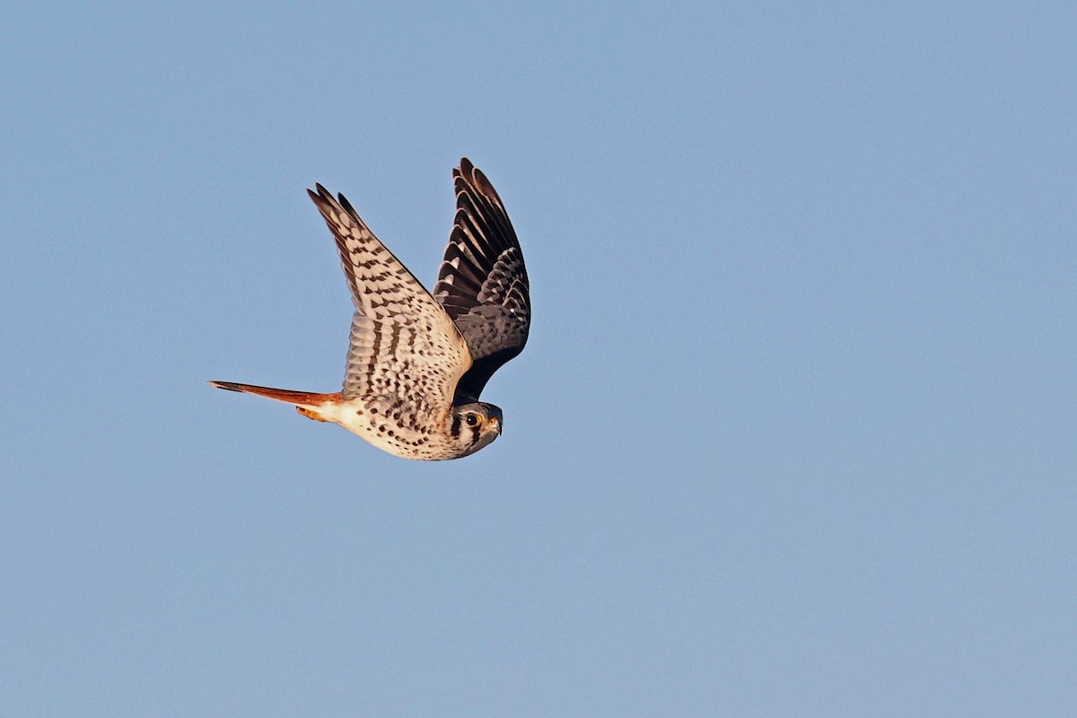 American Kestrel - ML612096553