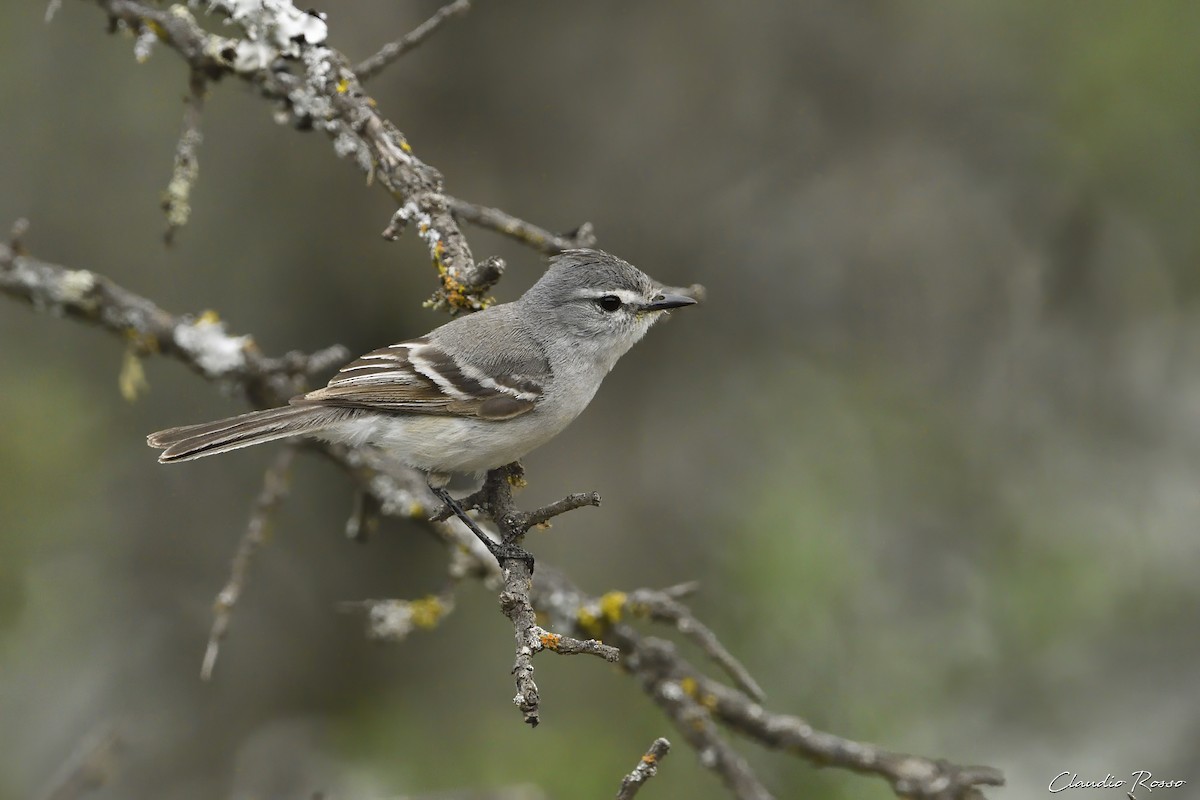 White-crested Tyrannulet (White-bellied) - Claudio Rosso
