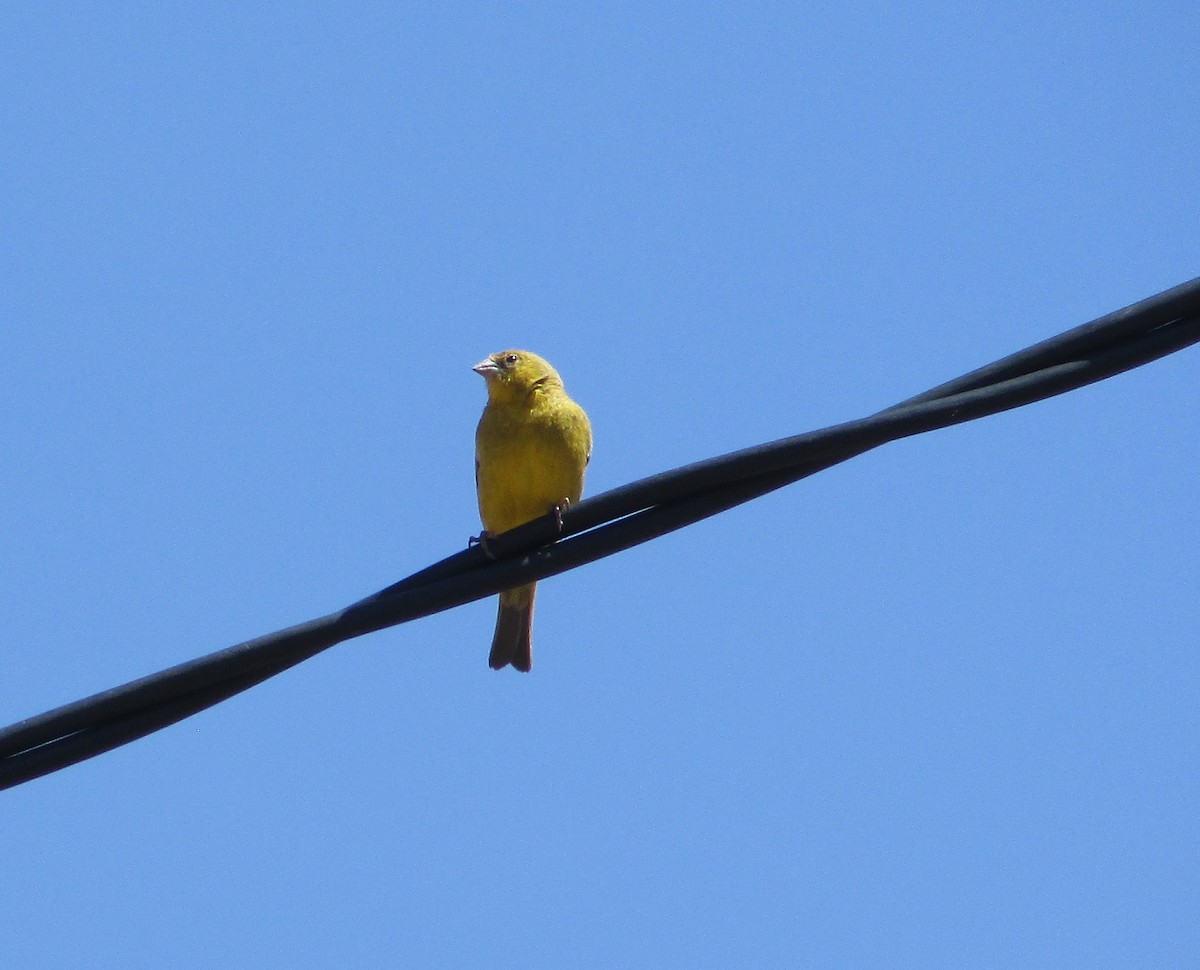 Greenish Yellow-Finch - ML612096639