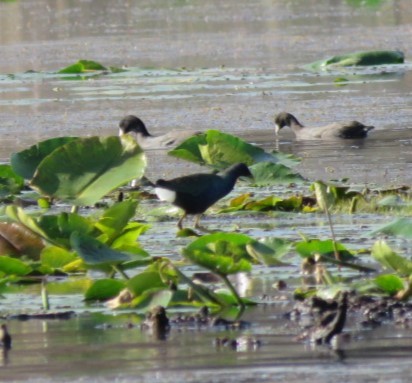 Purple Gallinule - ML612096641