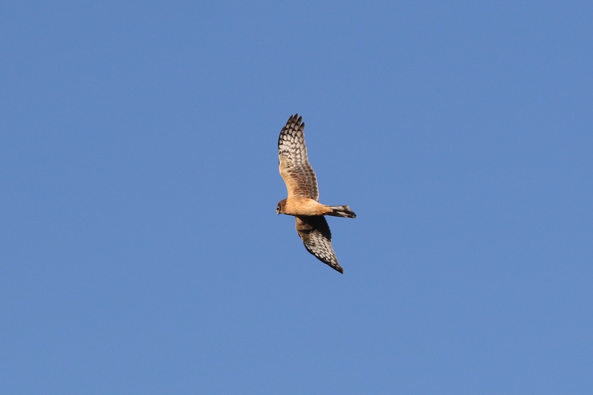 Northern Harrier - ML612096712