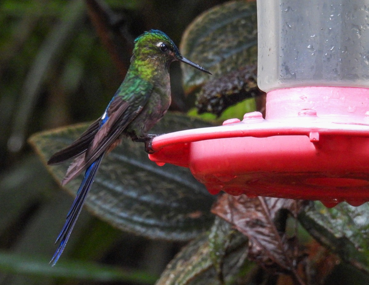 Violet-tailed Sylph - ML612096725