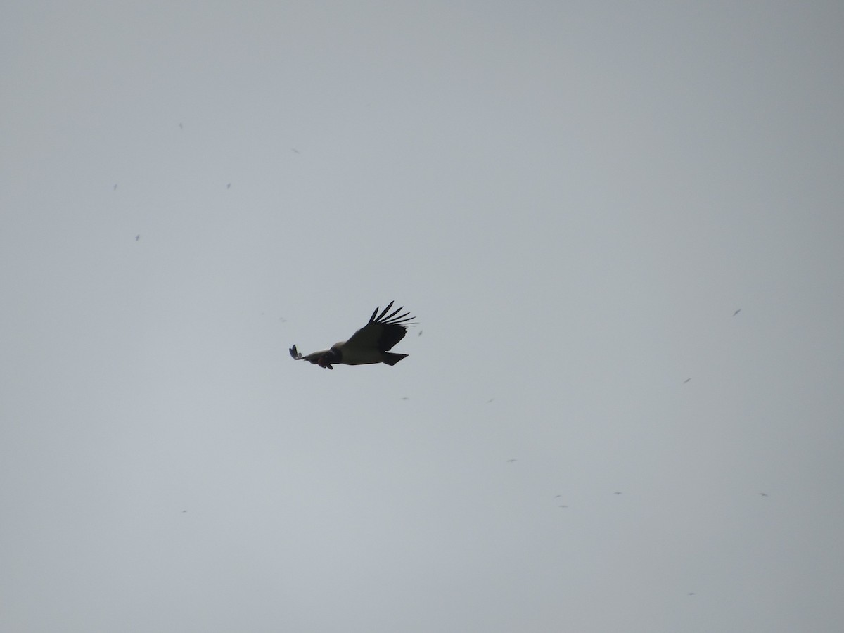 King Vulture - ML612096922