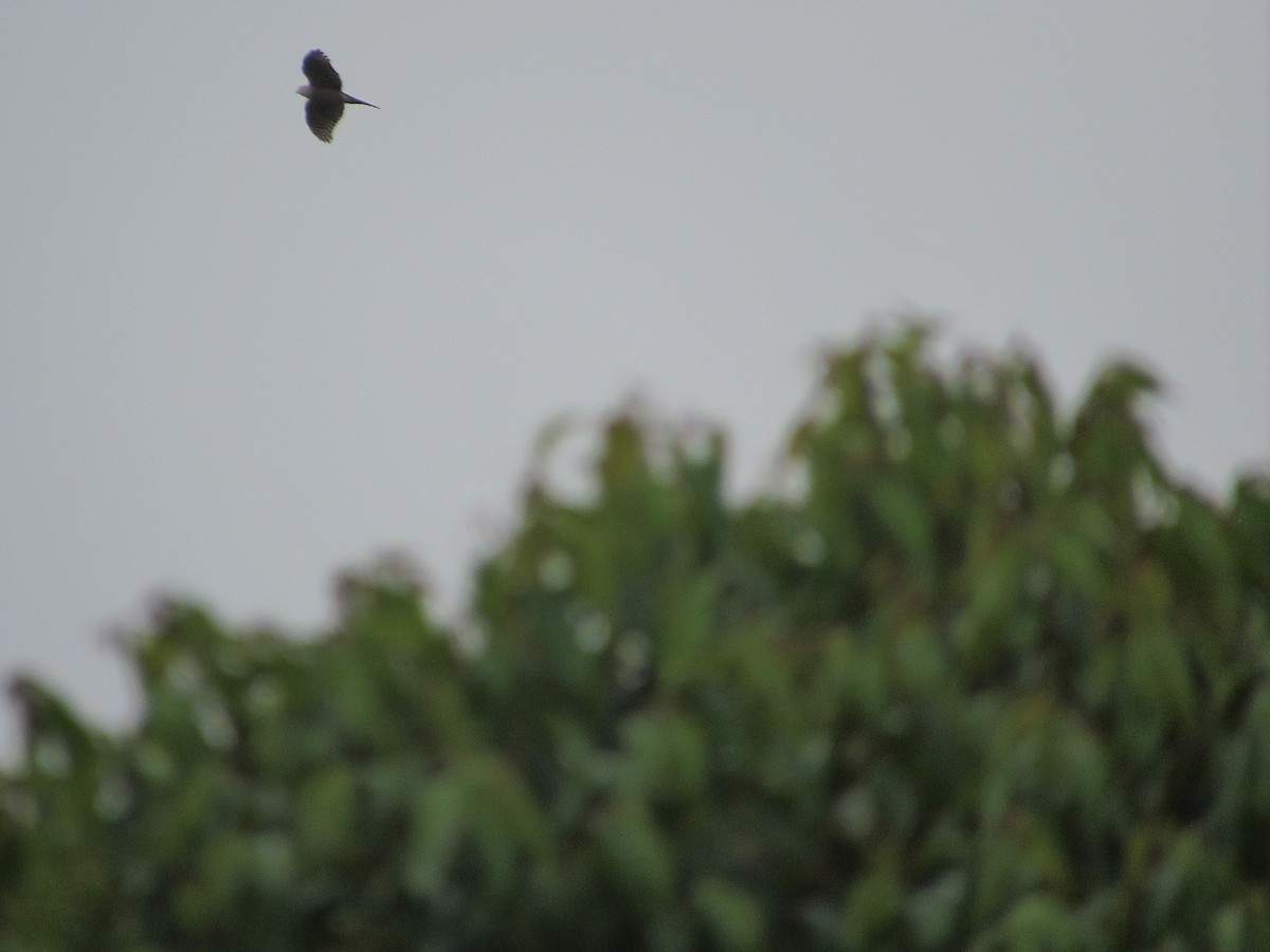 Sharp-shinned Hawk - ML612096932