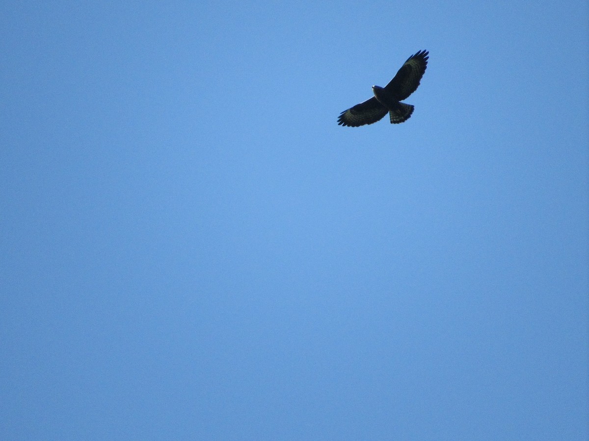 Short-tailed Hawk - ML612096944